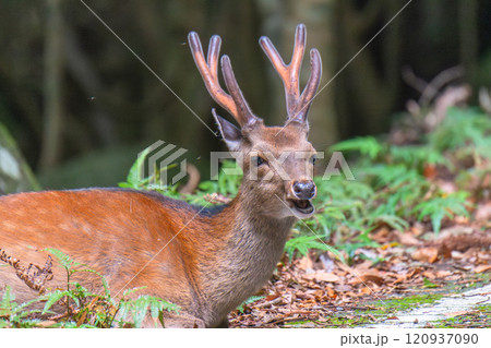 ヤクシカ　微笑む　世界自然遺産屋久島(夏 120937090