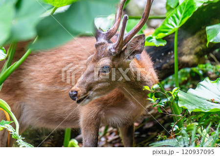 ヤクシカ　くつろぐ　世界自然遺産屋久島(夏 120937095