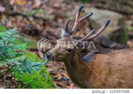 ヤクシカの雄　採餌中　世界自然遺産屋久島(夏 120937096