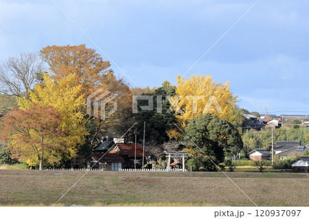 秋の空に映えるイチョウ 120937097