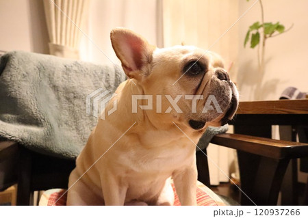 フレンチブルドック 120937266