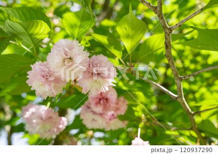 晴れた日の剣折戸菊桜 120937290