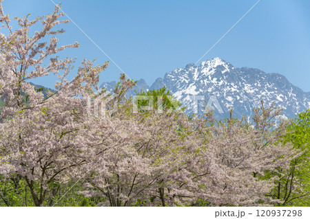 伊折の思川桜と剣岳 120937298