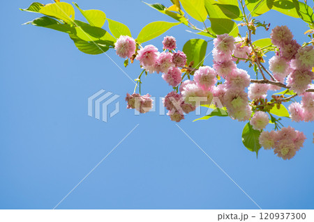 青空と満開の剣折戸菊桜 120937300