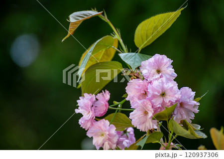 満開の剣折戸菊桜 120937306
