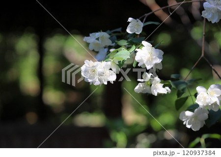 バイカウツギの花 バイカウツギの花 120937384
