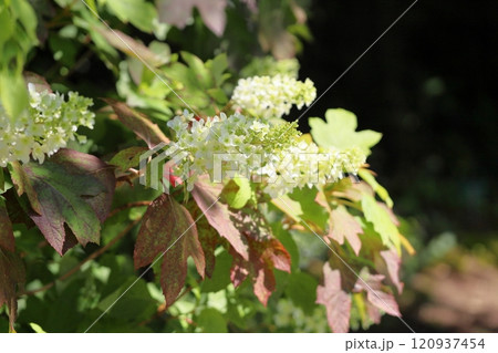 カシワバアジサイの花 120937454