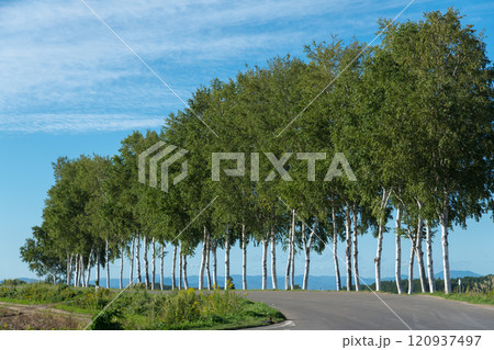 【セブンスターの木 近くの白樺並木 秋の風景】 【セブンスターの木 近くの白樺並木 秋の風景】 120937497