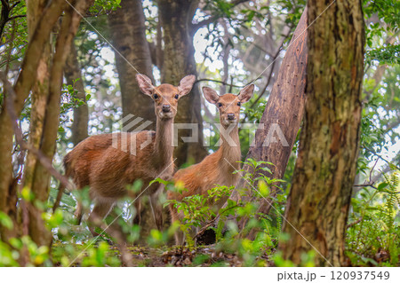 ヤクシカ 警戒 世界自然遺産屋久島(夏 ヤクシカ 警戒 世界自然遺産屋久島(夏 120937549