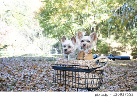 秋の公演と自転車の前カゴに入った2匹のヨークシャテリア 120937552