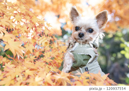 紅葉したモミジとカゴに入ったヨークシャテリア 紅葉したモミジとカゴに入ったヨークシャテリア 120937554