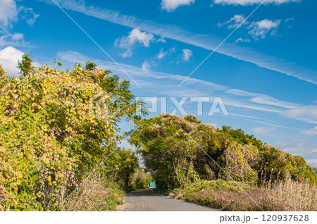 淀川サイクリングロード　大阪府枚方市 120937628