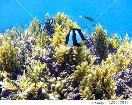ミスジリュウキュウスズメダイ 120937983