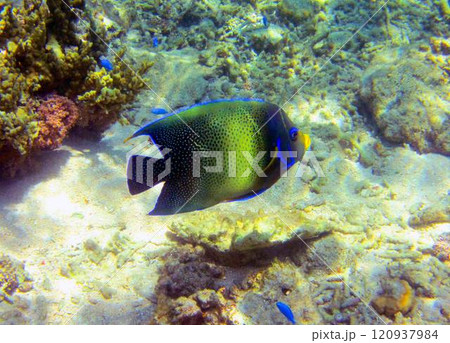 サンゴ礁のサザナミヤッコ サンゴ礁のサザナミヤッコ 120937984