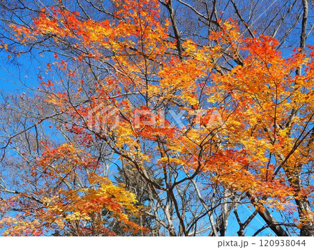 青空と山の紅葉 120938044