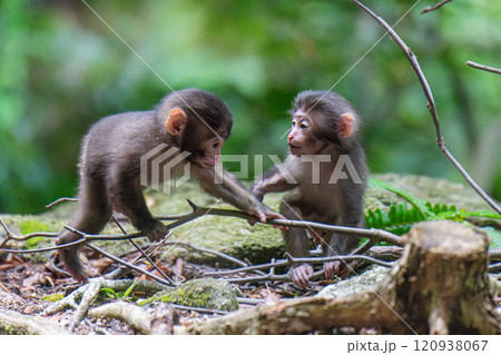 ヤクザルの子ども 遊ぶ 世界自然遺産屋久島(夏 ヤクザルの子ども 遊ぶ 世界自然遺産屋久島(夏 120938067