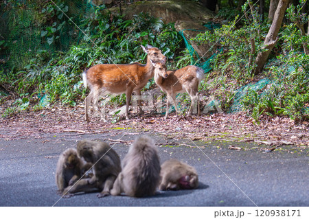 ヤクザルとヤクシカ　くつろぐ　世界自然遺産屋久島(夏 120938171
