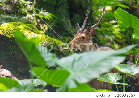ヤクシカ くつろぐ 世界自然遺産屋久島(夏 ヤクシカ くつろぐ 世界自然遺産屋久島(夏 120938357