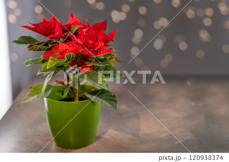 Vibrant red poinsettia in green pot with festive bokeh background Vibrant red poinsettia in green pot with festive bokeh background 120938374