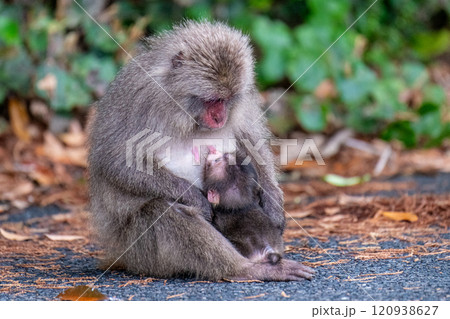 ヤクザルの親子 授乳中 世界自然遺産屋久島(夏 ヤクザルの親子 授乳中 世界自然遺産屋久島(夏 120938627