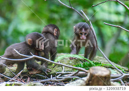 ヤクザルの子ども　遊ぶ　世界自然遺産屋久島(夏 120938719