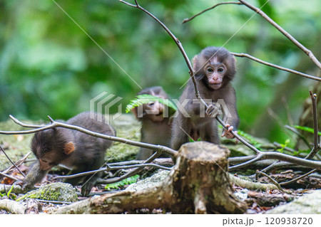 ヤクザルの子ども　遊ぶ　世界自然遺産屋久島(夏 120938720
