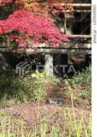 落ち葉の絨毯 落ち葉の絨毯 120938985