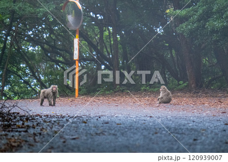 ヤクザルの群れ くつろぐ 世界自然遺産屋久島(夏 ヤクザルの群れ くつろぐ 世界自然遺産屋久島(夏 120939007
