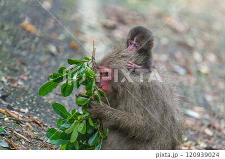 ヤクザルの親子 採餌中 世界自然遺産屋久島(夏 ヤクザルの親子 採餌中 世界自然遺産屋久島(夏 120939024