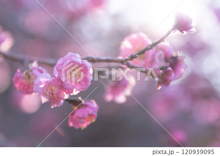 朝日を浴びて輝く梅の花 朝日を浴びて輝く梅の花 120939095