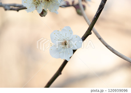 朝日を浴びる可憐な白い梅の花 朝日を浴びる可憐な白い梅の花 120939096