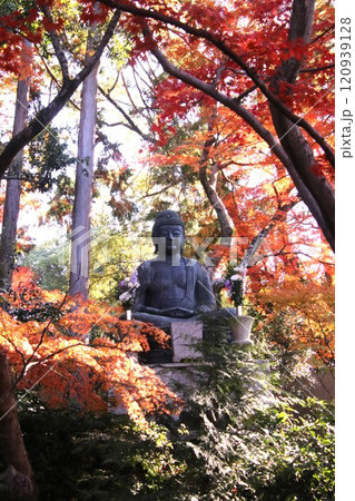 栄攝院の大仏と紅葉 栄攝院の大仏と紅葉 120939128