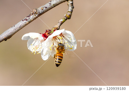 梅の花とミツバチ 梅の花とミツバチ 120939180