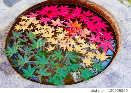 紅葉三色 紅葉三色 120939269