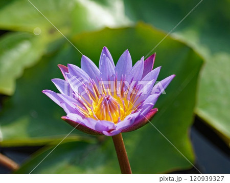 エジプトやタイ スリランカ バングラディシュなどの国家になっている睡蓮のなかでも美しい青睡蓮 エジプトやタイ スリランカ バングラディシュなどの国家になっている睡蓮のなかでも美しい青睡蓮 120939327