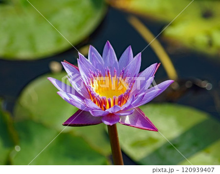 エジプトでは古来聖なる花として信仰されているヒツジグサとして日本で知られるすいれん 120939407