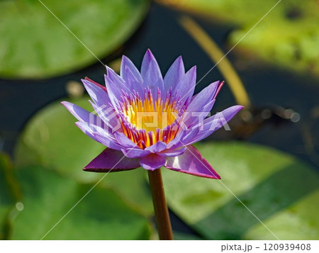 エジプトでは古来聖なる花として信仰されているヒツジグサとして日本で知られるすいれん エジプトでは古来聖なる花として信仰されているヒツジグサとして日本で知られるすいれん 120939408