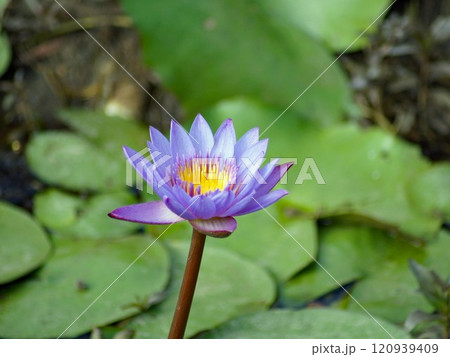 エジプトでは古来聖なる花として信仰されているヒツジグサとして日本で知られるすいれん 120939409