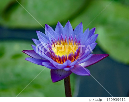 エジプトでは古来聖なる花として信仰されているヒツジグサとして日本で知られるすいれん エジプトでは古来聖なる花として信仰されているヒツジグサとして日本で知られるすいれん 120939411