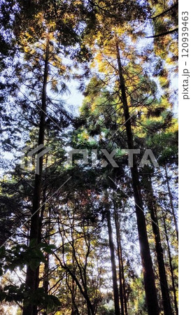 「木漏れ日の森」 「木漏れ日の森」 120939463