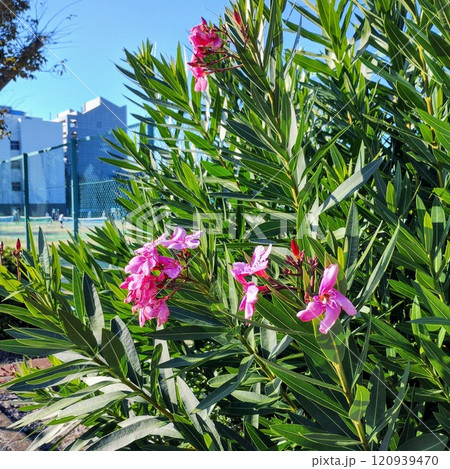 「街角に咲くピンクのキョウチクトウ」 120939470