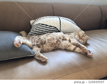 猫 120939507