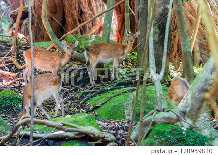 ヤクシカの群れ　警戒　世界自然遺産屋久島(夏 120939810