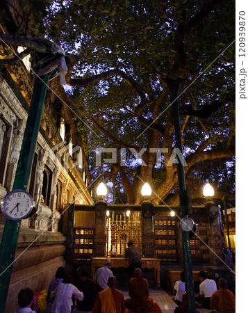 釈迦が悟りをひらいたインドの聖地ブダガヤにある座った場所に聳える聖なる菩提樹の夕暮れ 120939870