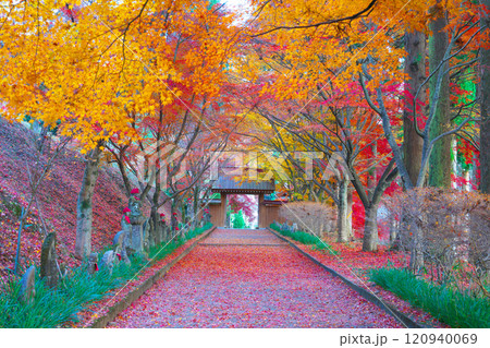 金蔵院の紅葉 金蔵院の紅葉 120940069