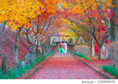 金蔵院の紅葉 金蔵院の紅葉 120940070