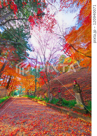 金蔵院の紅葉 120940071