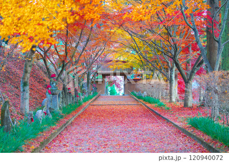 金蔵院の紅葉 金蔵院の紅葉 120940072