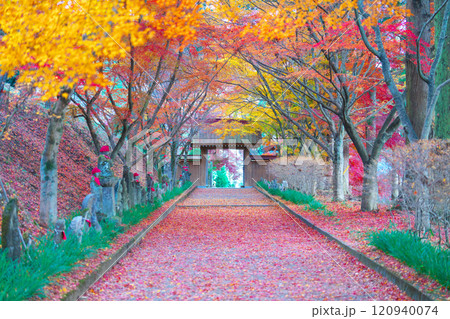 金蔵院の紅葉 金蔵院の紅葉 120940074