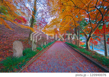 金蔵院の紅葉 120940076